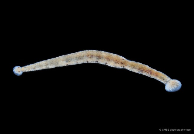 Hirudinea sp. "4"•&copy; CMBS photography team•All Rights Reserved