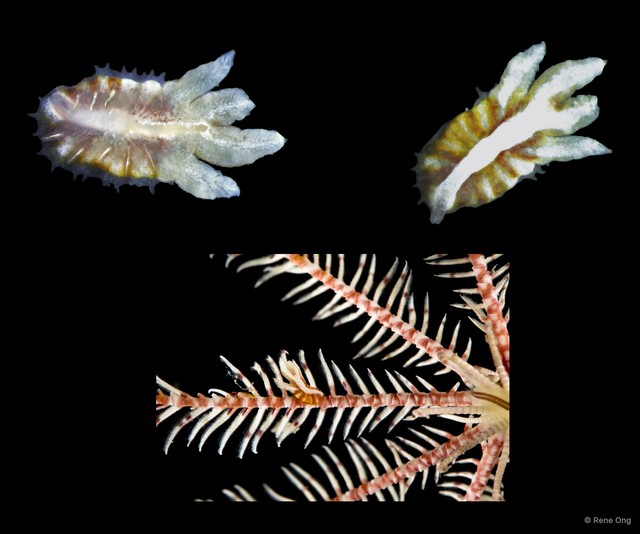 Myzostomida sp. "4913DR1-013-014B"•&copy; Rene Ong•All Rights Reserved