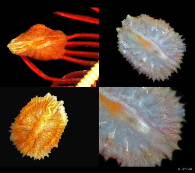 Myzostomida sp. "5113DR1-004"•&copy; Rene Ong•All Rights Reserved