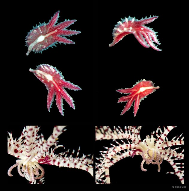 Myzostomida sp. "5113DR1-040"•&copy; Rene Ong•All Rights Reserved