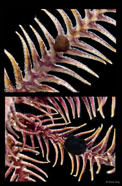 Myzostomida sp. "5114DR2-003-004"•&copy; Rene Ong•All Rights Reserved