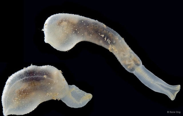 Echiura sp. "Spoon worm 1"•&copy; Rene Ong•All Rights Reserved