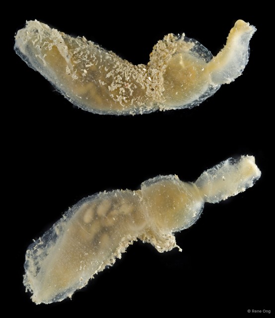 Echiura sp. "Spoon worm 3"•&copy; Rene Ong•All Rights Reserved