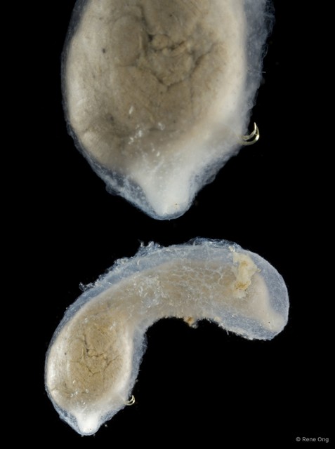 Echiura sp. "Spoon worm 4"•&copy; Rene Ong•All Rights Reserved