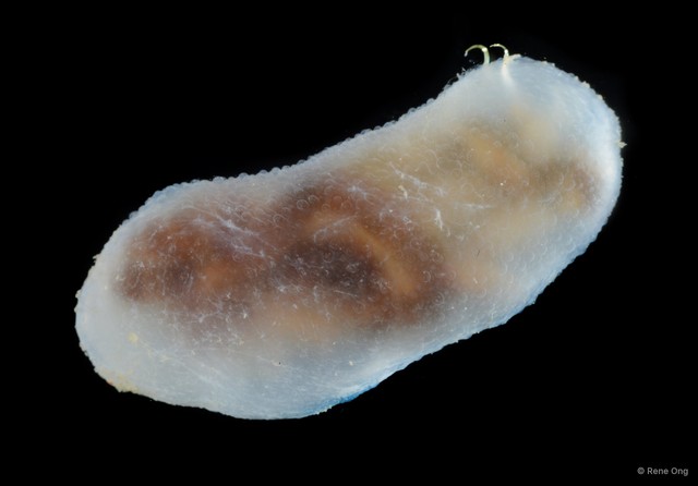 Echiura sp. "Spoon worm 5"•&copy; Rene Ong•All Rights Reserved