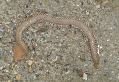 Amphinomidae sp. "597f4f5f"