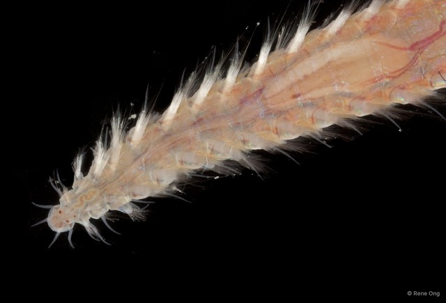 Amphinomidae sp. "cf. Pareurythoe INT-0981"•&copy; Rene Ong•All Rights Reserved