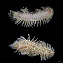 Chloeia sp. "9b932dc8"•&copy; Rene Ong•All Rights Reserved