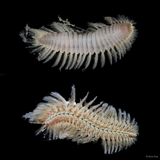 Chloeia sp. "9b932dc8"•&copy; Rene Ong•All Rights Reserved