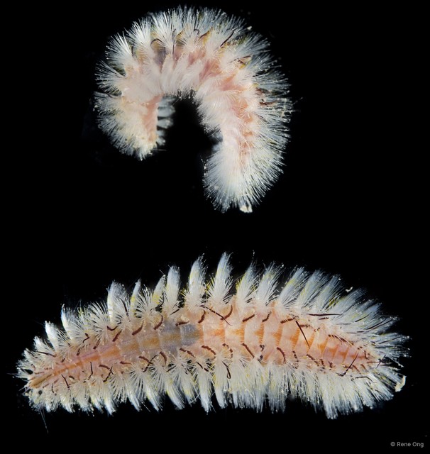 Chloeia sp. "cf. parva"•&copy; Rene Ong•All Rights Reserved