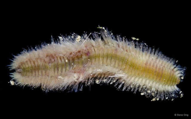 Eurythoe sp. "a6f50a54"•&copy; Rene Ong•All Rights Reserved