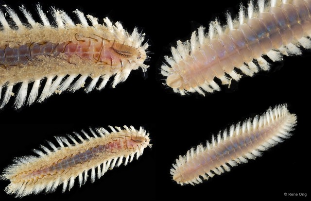 Notopygos sp. "SEA-2985"•&copy; Rene Ong•All Rights Reserved