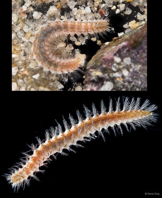 Notopygos sp. "SEA-9496"•&copy; Rene Ong•All Rights Reserved