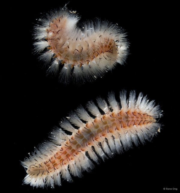 Notopygos sp. "SS-0202"•&copy; Rene Ong•All Rights Reserved