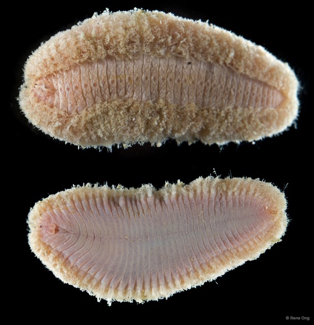 Notopygos sp. "SS-5124"•&copy; Rene Ong•All Rights Reserved