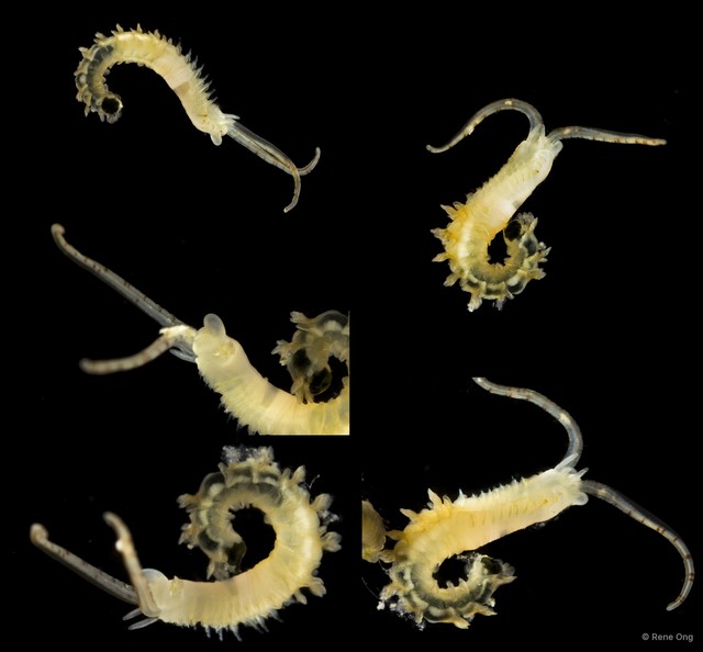 Phyllochaetopterus sp. "INT-0236"•&copy; Rene Ong•All Rights Reserved