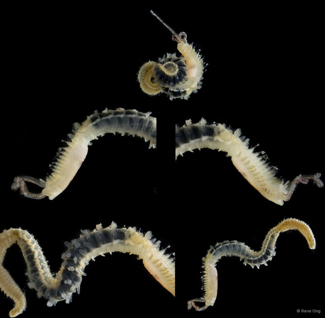 Phyllochaetopterus sp. "INT-0600"•&copy; Rene Ong•All Rights Reserved