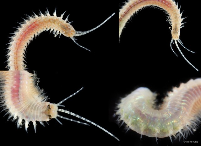 Eunicidae sp. "cf. Leodice SEA-6794"•&copy; Rene Ong•All Rights Reserved