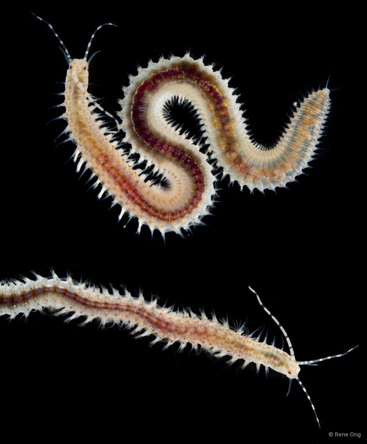Eunicidae sp. "cf. Leodice SEA-9106"•&copy; Rene Ong•All Rights Reserved