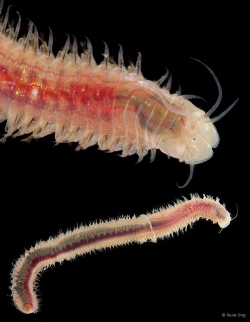 Eunicidae sp. "cf. Nicidion SEA-6430"•&copy; Rene Ong•All Rights Reserved