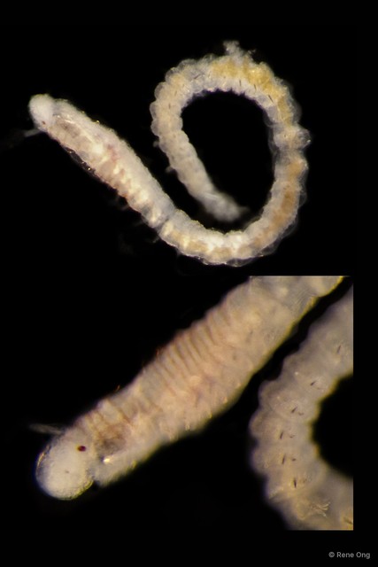Eunicidae sp. "JS-0577"•&copy; Rene Ong•All Rights Reserved
