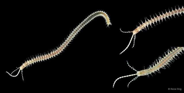 Leodice sp. "ARM-0312"•&copy; Rene Ong•All Rights Reserved