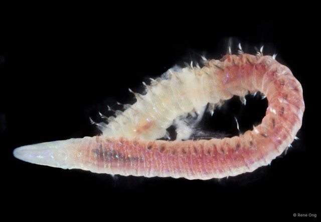 Lumbrineridae sp. "SEA-9127"•&copy; Rene Ong•All Rights Reserved