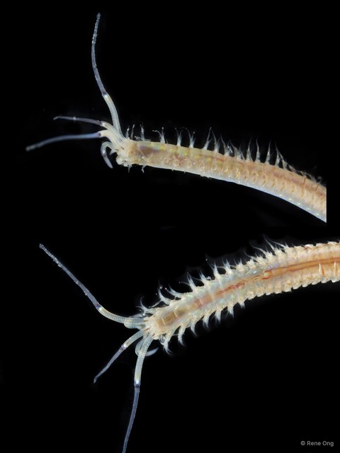 Onuphidae sp. "SEA-4014"•&copy; Rene Ong•All Rights Reserved