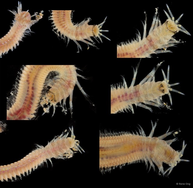 Onuphidae sp. "SEA-6840"•&copy; Rene Ong•All Rights Reserved