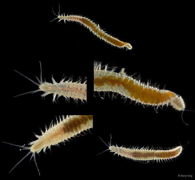 Onuphidae sp. "SEA-7021"•&copy; Rene Ong•All Rights Reserved