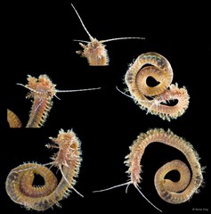 Diopatra sp. "SEA-1128"