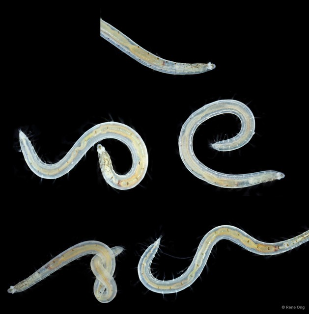 Polyophthalmus sp. "INT-0898"•&copy; Rene Ong•All Rights Reserved
