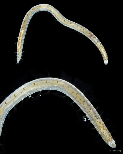 Polyophthalmus sp. "SUB-1264"•&copy; Rene Ong•All Rights Reserved