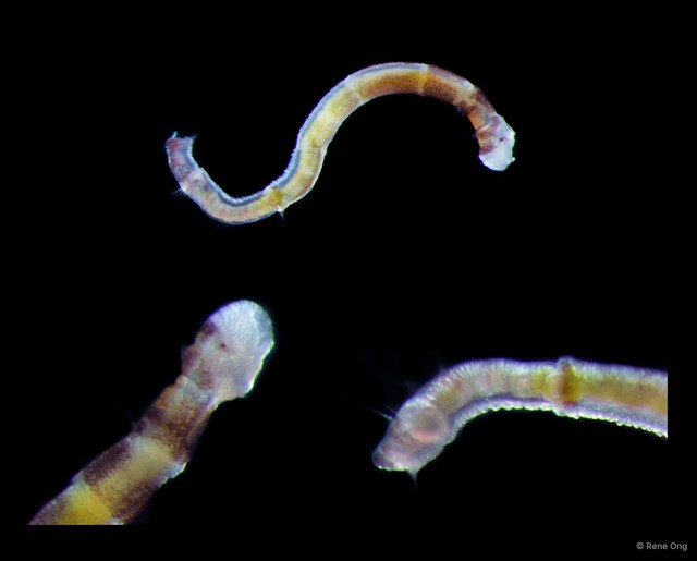 Oweniidae sp. "cf. Galathowenia SEA-9112"•&copy; Rene Ong•All Rights Reserved
