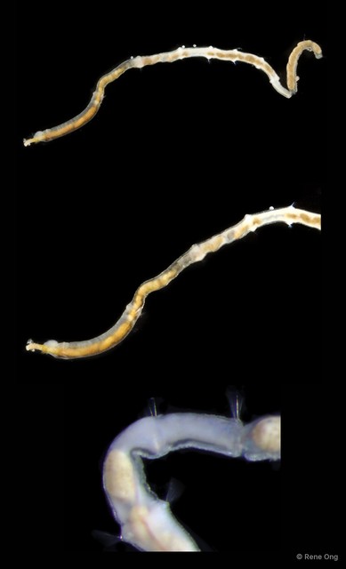 Oweniidae sp. "SEA-6815"•&copy; Rene Ong•All Rights Reserved