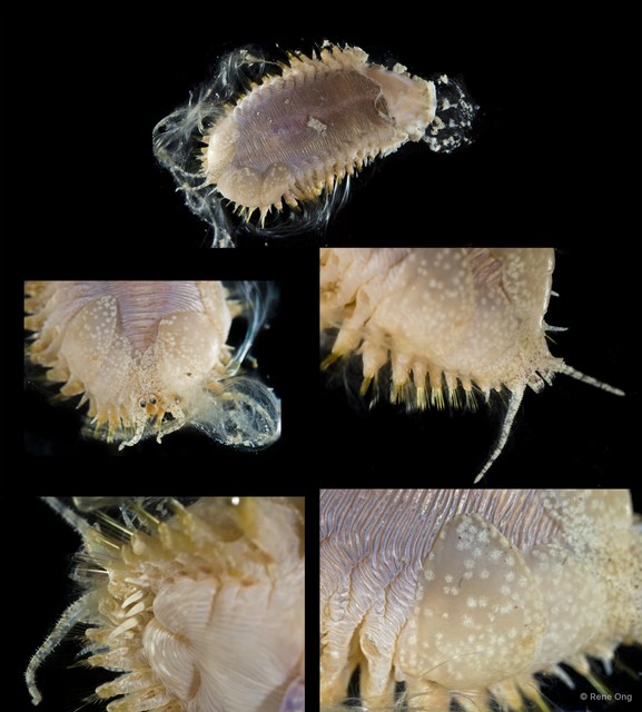 Acoetidae sp. "cf. Polyodontes SEA-0911"•&copy; Rene Ong•All Rights Reserved