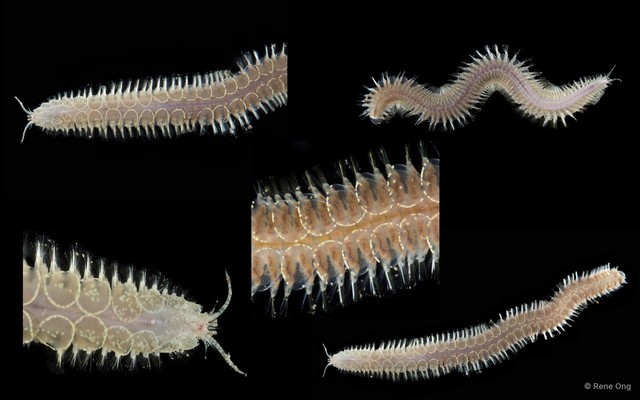 Acoetidae sp. "cf. Polyodontes SEA-3014"•&copy; Rene Ong•All Rights Reserved