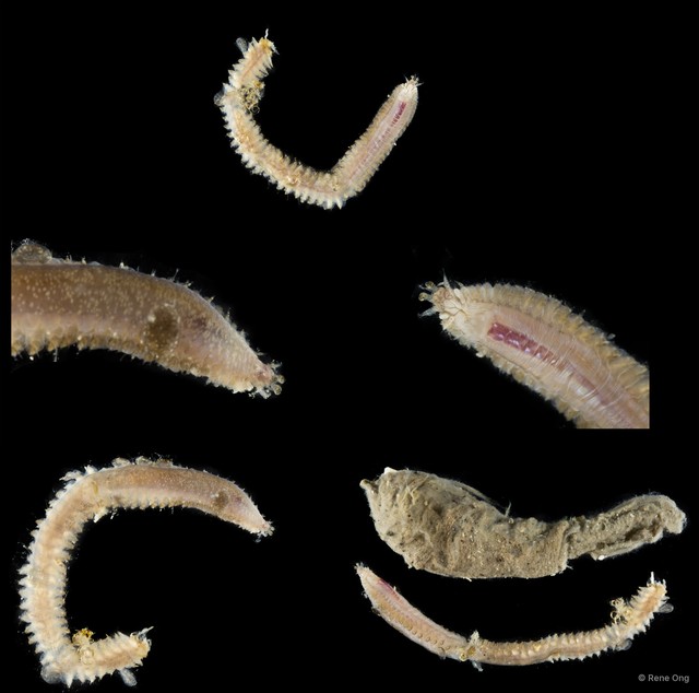 Acoetidae sp. "cf. Polyodontes SEA-4016"•&copy; Rene Ong•All Rights Reserved
