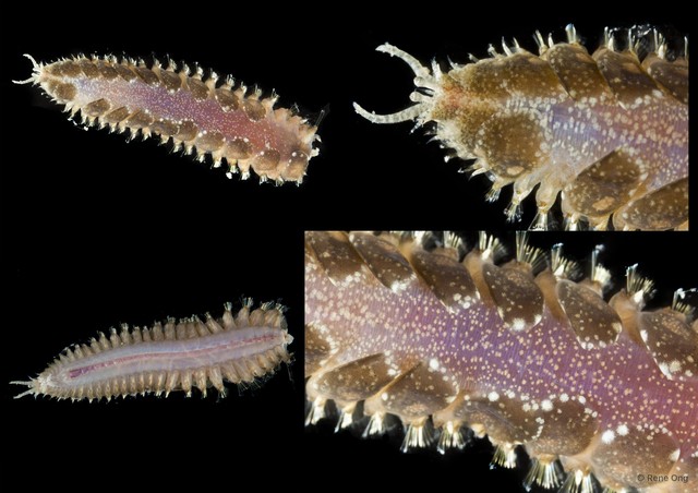 Acoetidae sp. "cf. Polyodontes SEA-4417"•&copy; Rene Ong•All Rights Reserved