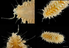 Aphroditidae sp. "cf. Laetmonice 5113DR1-006"•&copy; Rene Ong•All Rights Reserved