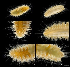Aphroditidae sp. "cf. Laetmonice 5113DR1-006"•&copy; Rene Ong•All Rights Reserved