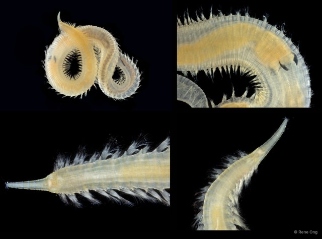 Glyceridae sp. "ARM-0317"•&copy; Rene Ong•All Rights Reserved