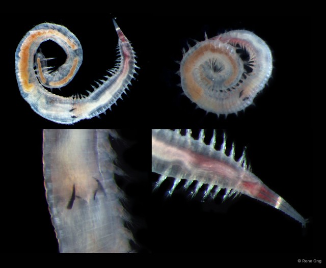 Glyceridae sp. "SEA-7636"•&copy; Rene Ong•All Rights Reserved