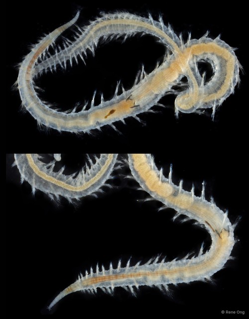 Glyceridae sp. "SEA-9111"•&copy; Rene Ong•All Rights Reserved