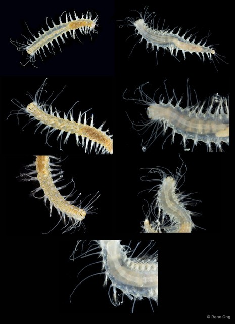 Hesione sp. "ARM-0340"•&copy; Rene Ong•All Rights Reserved