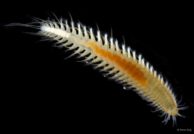 Oxydromus sp. "ARM-0372"•&copy; Rene Ong•All Rights Reserved