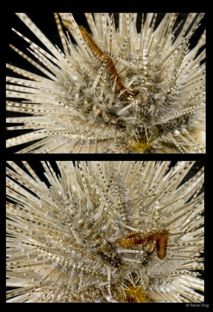 Oxydromus sp. "SEA-3782"•&copy; Rene Ong•All Rights Reserved