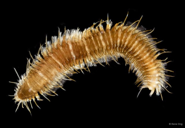 Oxydromus sp. "SEA-5832"•&copy; Rene Ong•All Rights Reserved