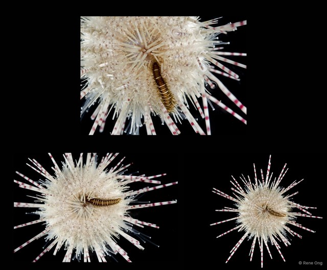 Oxydromus sp. "SEA-6823"•&copy; Rene Ong•All Rights Reserved