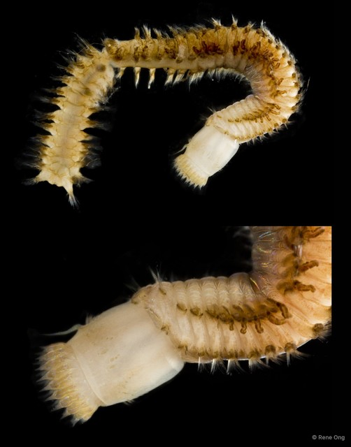 Nephtyidae sp. "SEA-1134"•&copy; Rene Ong•All Rights Reserved